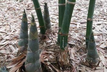 ចំការឫស្សីផ្អែម
