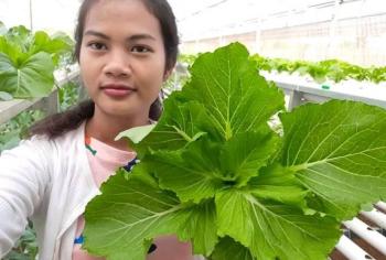 Hydroponic ខេត្តត្បូងឃ្មុំ