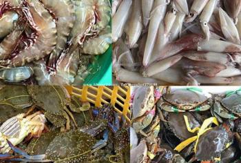 Sea Food Council (CCC)