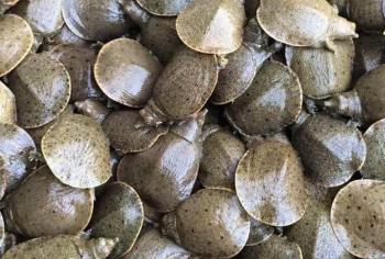 កសិដ្ឋានចញ្ចឹមកន្ធាយ ( . . . . . . . . .)