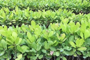 កសិដ្ឋានកូនស្វាយចន្ទី ( . . . . . . . . .)