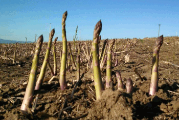 Cambodia Asparagus Council