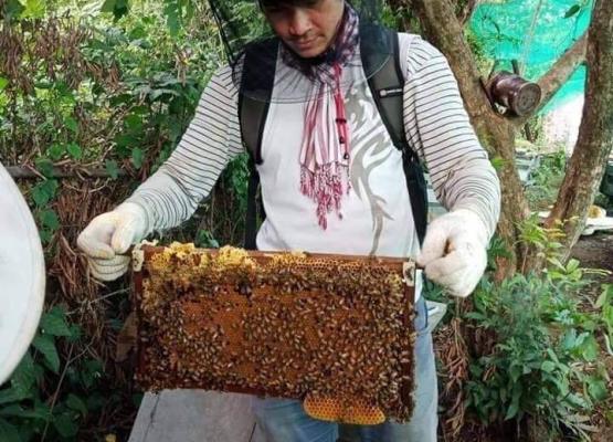 កសិដ្ឌានចញ្ជឹមឃ្មុំ ៉Honey Khmer ទឹកឃ្មុំខ្មែរ៉