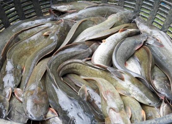 បច្ចេកទេសចិញ្ចឹមត្រី Technical Fish Farm