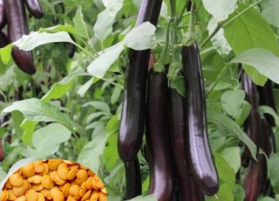 Black Purple Eggplant Seed