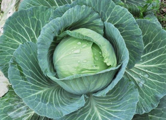 គ្រាប់ពូជស្ពៃក្តោប/ Cabbage Seed 