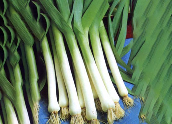 Leek