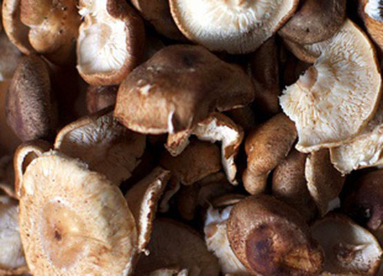 Mushroom Warm