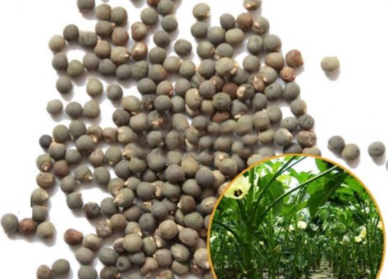 គ្រាប់ពូជពោតបារាំង/ Lady Finger Seed 