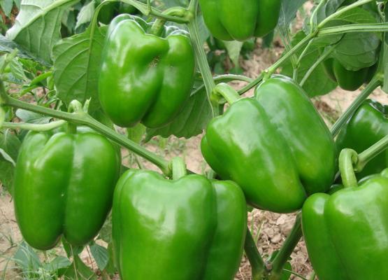 Bell Pepper Seed