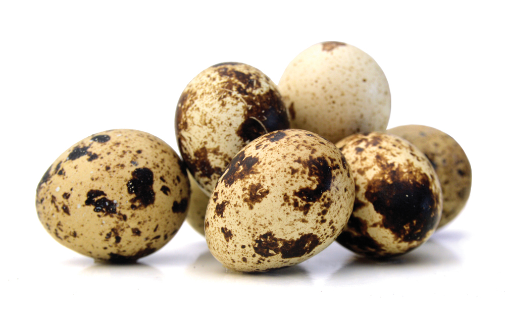 Quail Egg