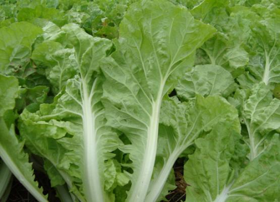 Taiwanese Bok Choy Cabbage