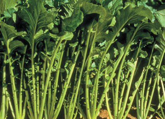 Turnip Seed
