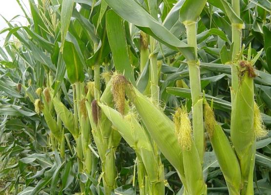 Corn Seeds