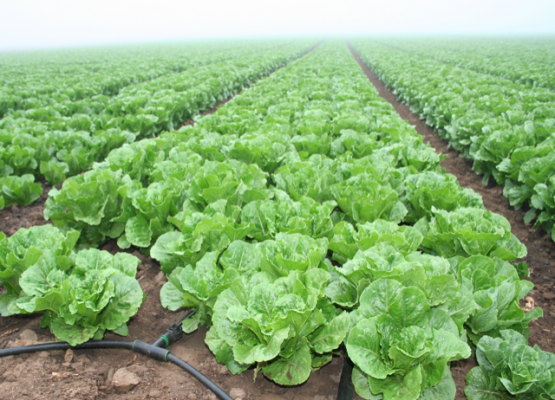 Romaine Lettuce