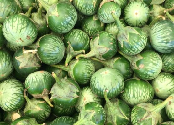 Green eggplant seeds