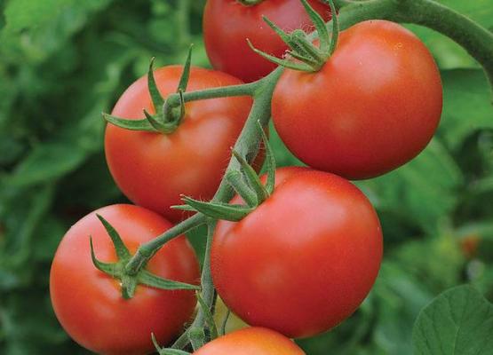 Tomato Seed