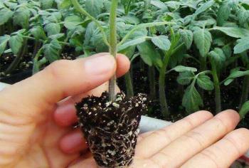 Seedling