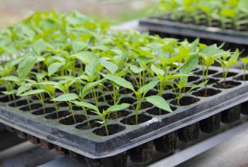 Seeding