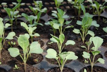 Seedling